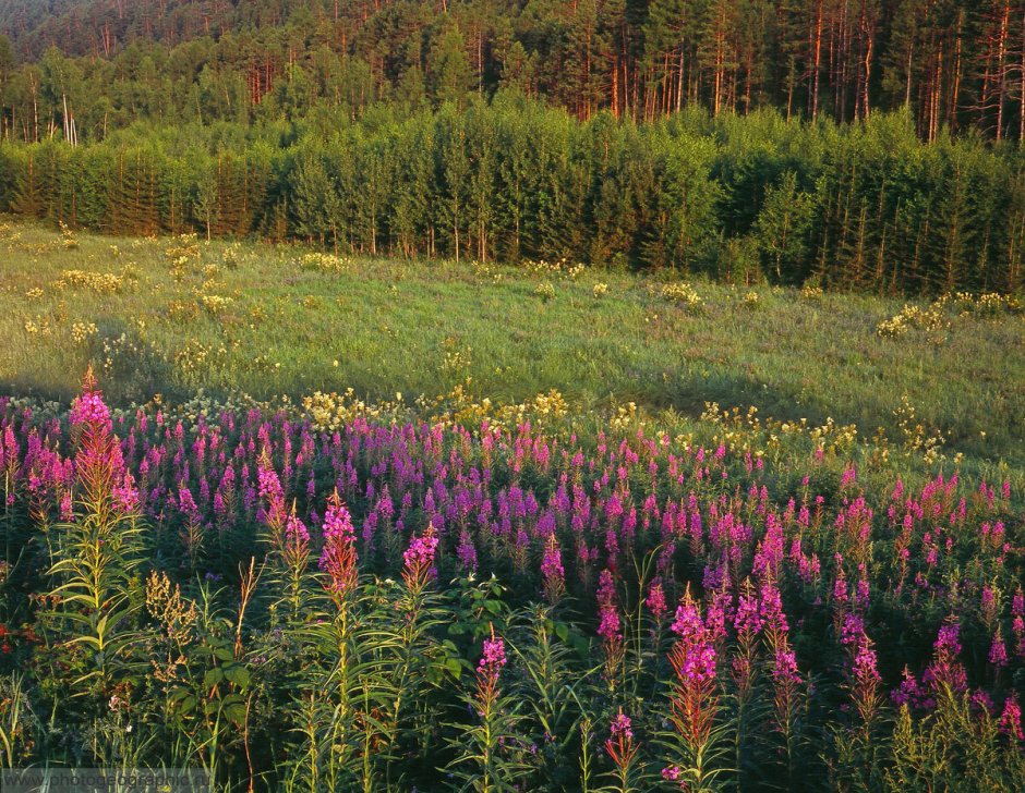 Цветы Республики Саха Якутия