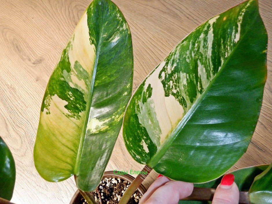 Philodendron ... Red Congo 12-45 280