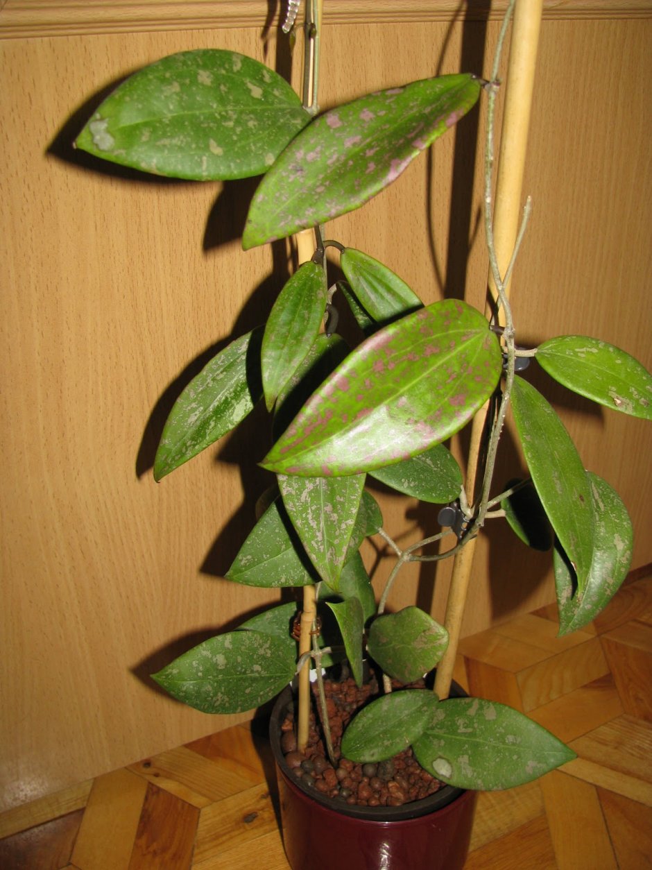 Hoya tjadasmalangensis
