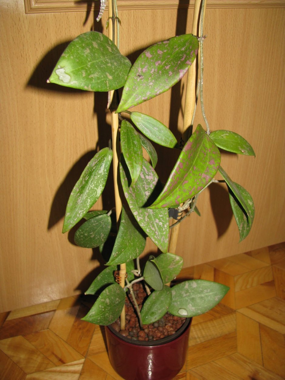 Хойя Вибержи Hoya wibergiae