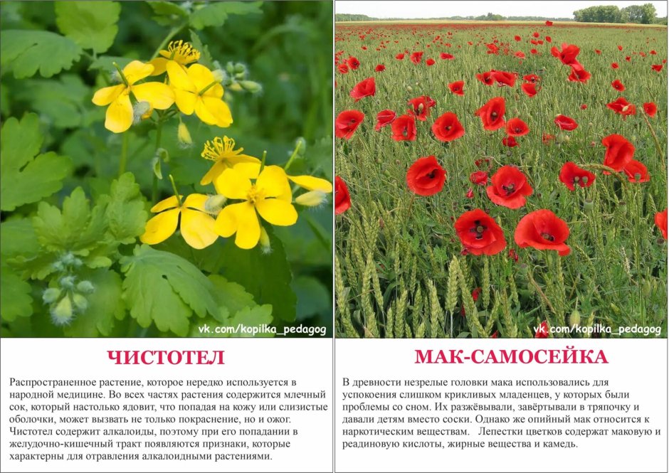 Ядовитые цветы России