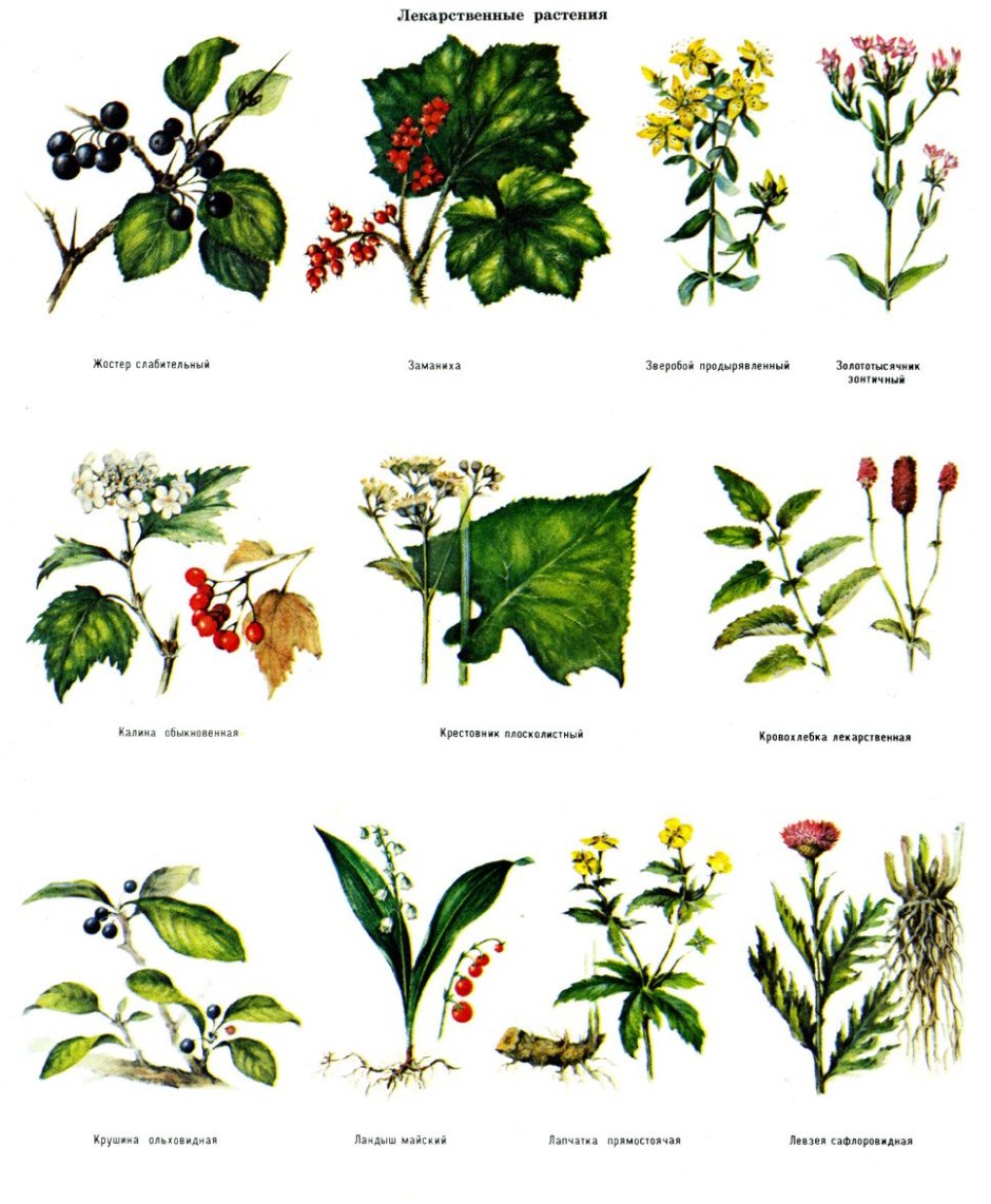 Лесные лекарственные цветы