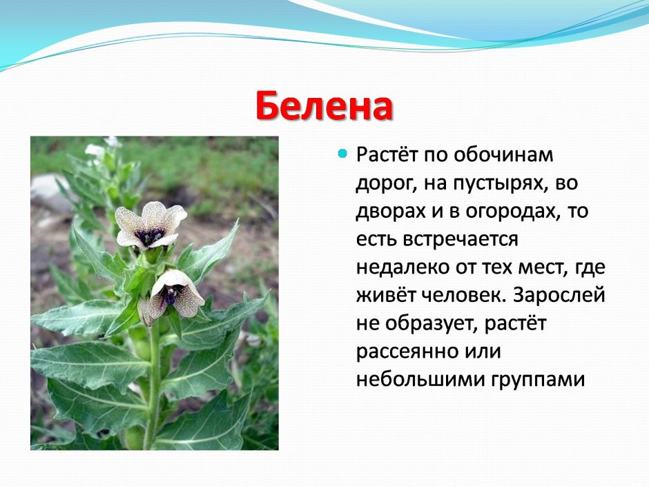 Ядовитые растения презентация