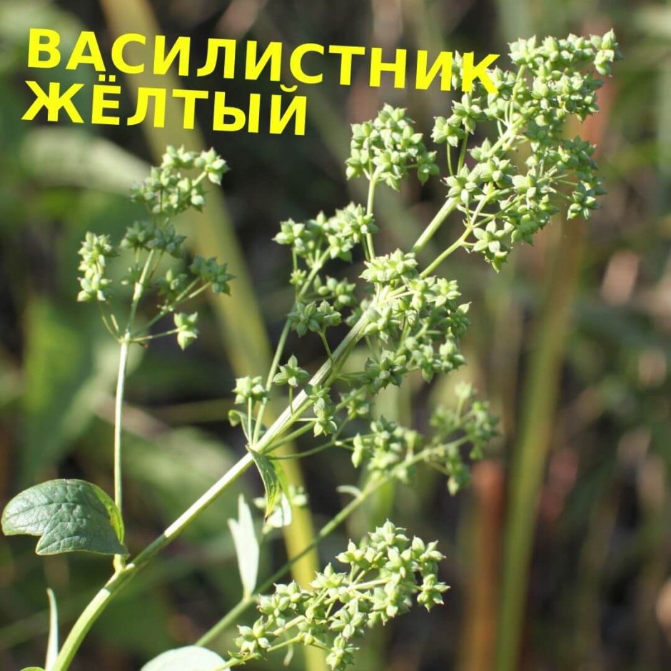 Лекарственные растения Астраханской