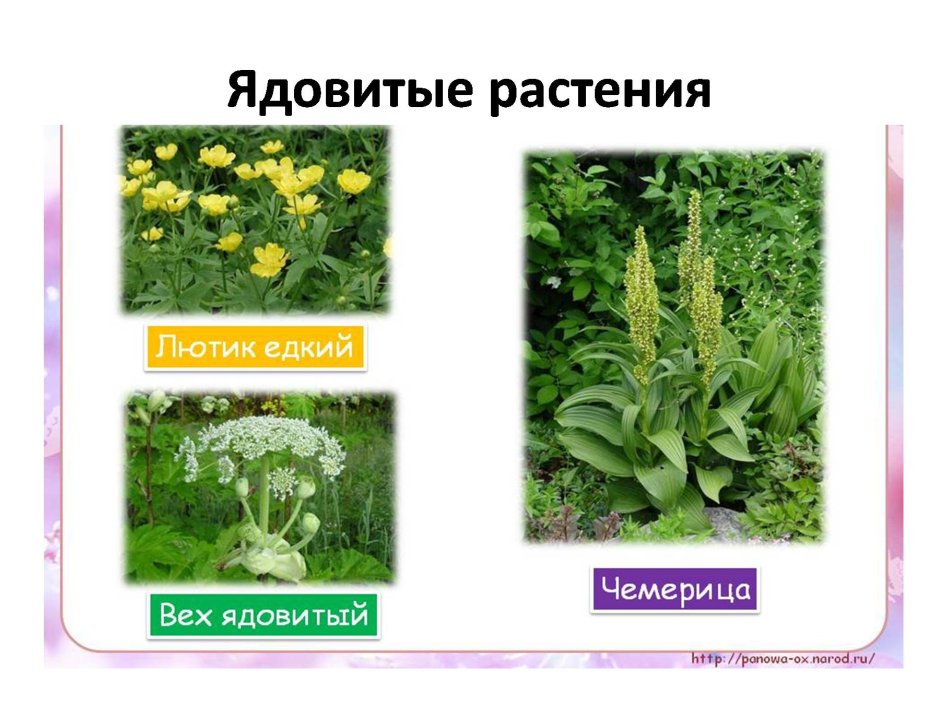 Лекарственные и ядовитые травы