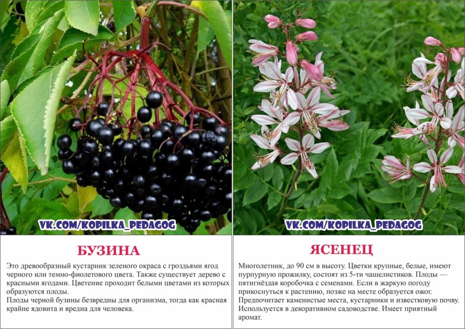 Опасные ядовитые растения России