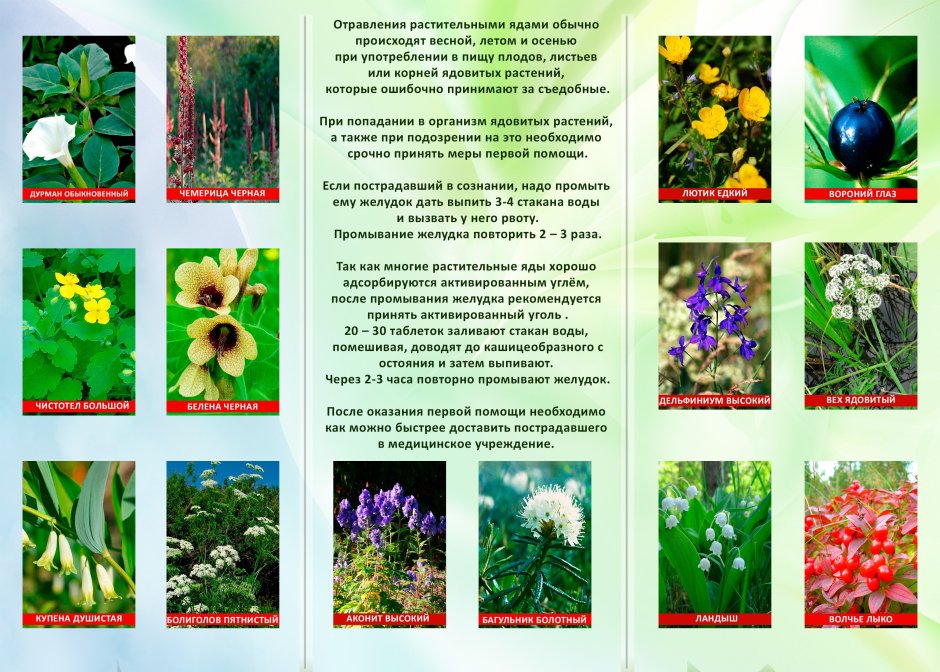 Буклет на тему растения
