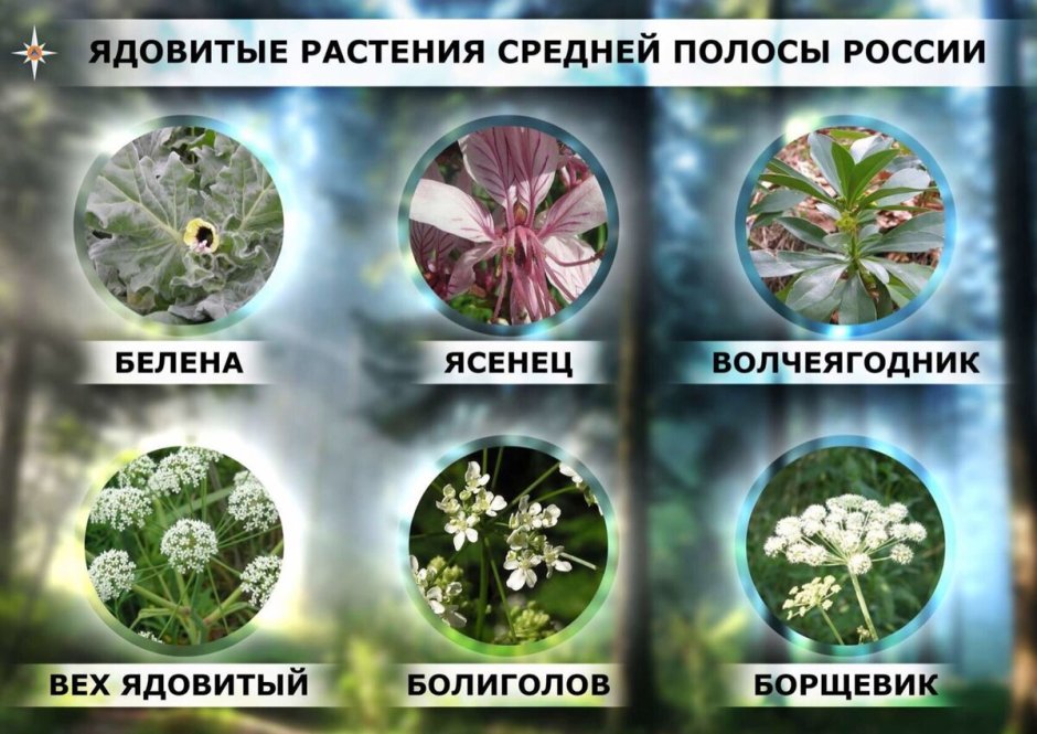 Ядовитые растения средней полосы России